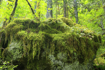 a picture of an pacific Northwest forest and mossy boulder © Craig  R. Chanowski
