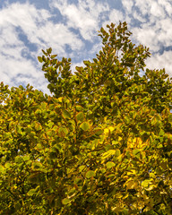 Fototapeta na wymiar Autumn season, tree foliage, leaves and clouds. Brightly colored yellow and brown tree in fall, clouds, blue sky.
