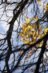 Autumn season, tree branches, foliage, leaves and clouds. A lone tree in fall with bare branches and brightly colored yellow and brown leaves.