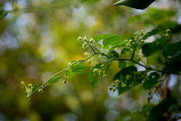 Spring plants