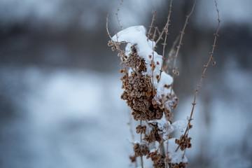 Winter plants