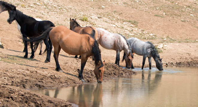 Dun Buckskin mare drinking at waterhole  with herd of wild horses in the Pryor Mountains Wild Horse Range in Montana United States