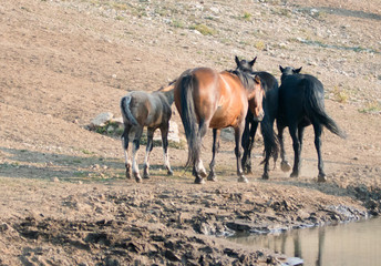 Herd of wild horses at the waterhole in the Pryor Mountains Wild Horse Range in Montana United...