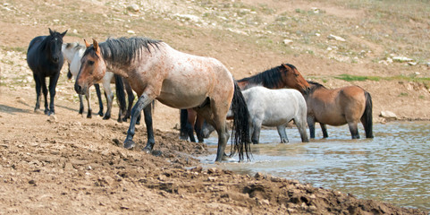 Fototapeta premium Red Roan stallion in the waterhole with herd of wild horses in the Pryor Mountains Wild Horse Range in Montana United States