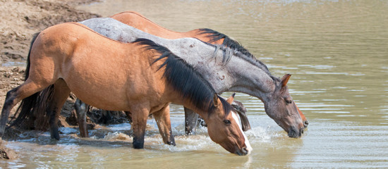 Red Roan stallion in the waterhole with herd of wild horses in the Pryor Mountains Wild Horse Range in Montana United States
