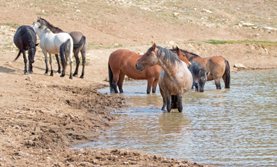 Red Roan stallion in the waterhole with herd of wild horses in the Pryor Mountains Wild Horse Range in Montana United States