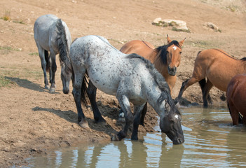 Blue Roan stallion drinking at the waterhole with herd of wild horses in the Pryor Mountains Wild Horse Range in Montana United States - Powered by Adobe