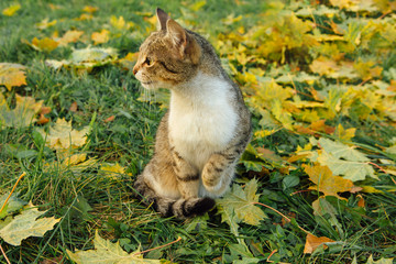 Naklejka na ściany i meble Cat seats on the fallen yellow maple leaves.