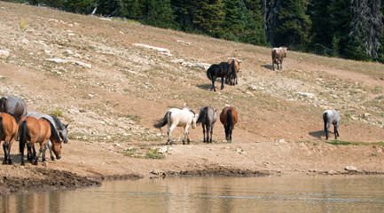 Herd of wild horses at the waterhole in the Pryor Mountains Wild Horse Range in Montana United States