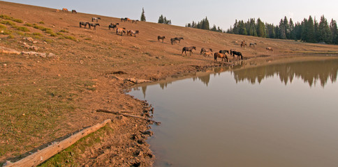Herd of wild horses at the waterhole in the Pryor Mountains Wild Horse Range in Montana United...