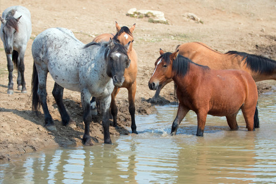 Blue Roan stallion with herd of wild horses at the waterhole in the Pryor Mountains Wild Horse Range in Montana United States