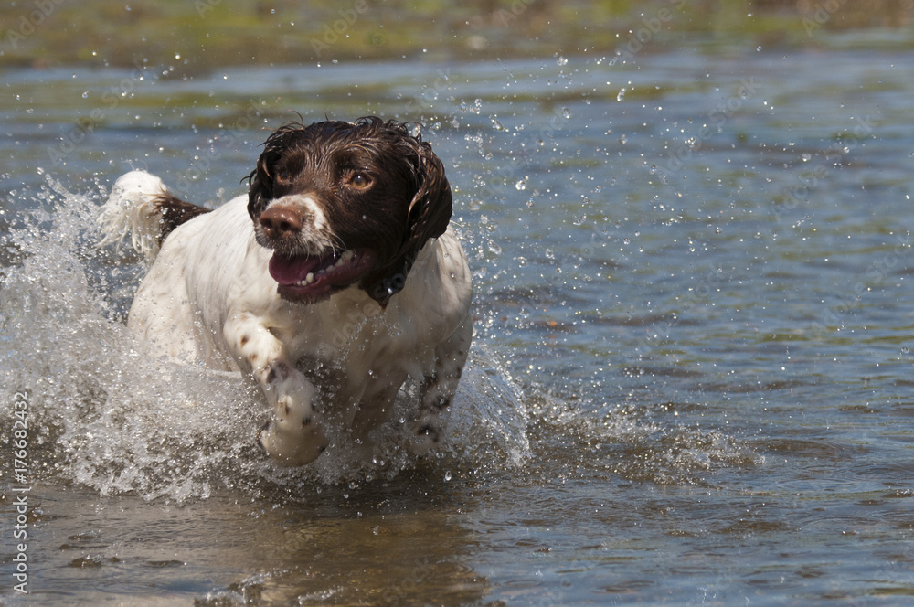 Wall mural Springer spaniel