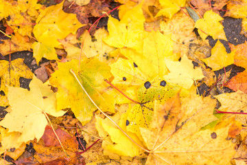 Colorful backround image of fallen autumn leaves perfect for seasonal use