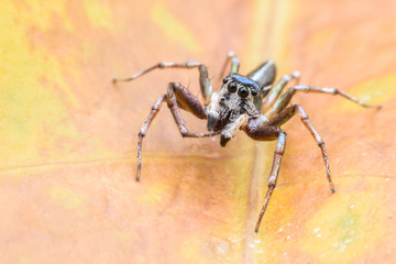 Super macro Cosmophasis umbratica or Jumping spider on leaf