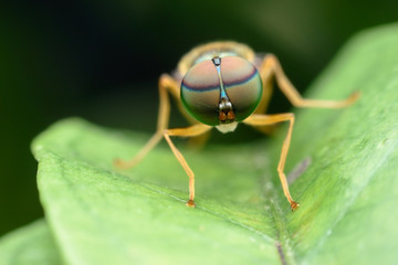 Super macro Fruit fly on green leaf