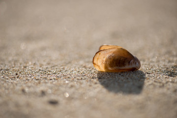 Shells on the beach