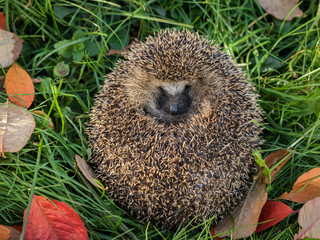 Wild Eurpean Hedgehog, Erinaceus europaeus, curled up in green grass