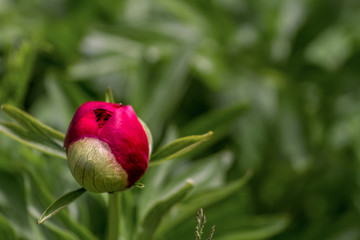 Red fluffy flowers