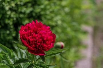 Fluffy flowers growing in gard