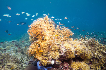 Fototapeta na wymiar Philippines underwater fish scuba diving