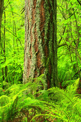Fototapeta na wymiar a picture of an Pacific Northwest old growth Douglas fir tree