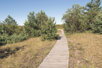 Fototapeta na wymiar wooden path in forest