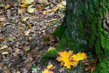 fall leaves on ground