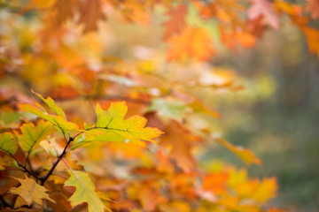 Naklejka na ściany i meble colorful fall leaves on branch selective focus