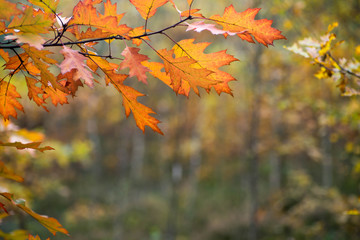 colorful fall leaves on branch selective focus