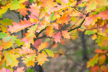colorful fall leaves on branch selective focus