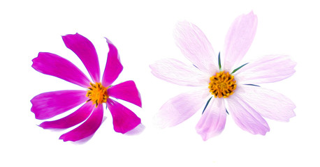 illustration of small bouquet of multicolored kosmeya fresh delicate pink flower. photo manipulation.