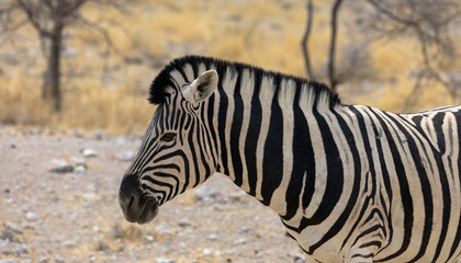 Fototapeta na wymiar Freilebendes Zebra, Etosha Nationalpark 