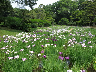 花菖蒲が咲く6月の小石川後楽園