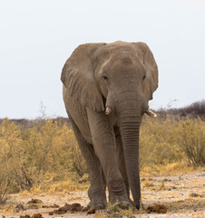 Fototapeta na wymiar Elefant - Frontansicht, Etosha Namibia