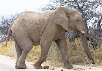 Elefant - Seitenansicht, Etosha, Namibia