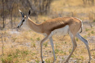 Springbock, Seitenansicht