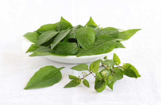 Garden nightshade leaves, which are said to have medicinal values, on a wooden table.