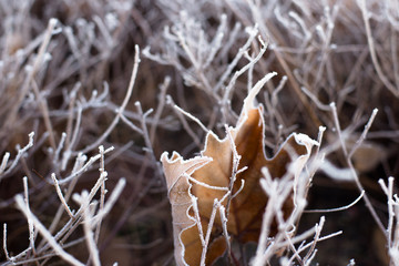 Winter field - a leaf on the field