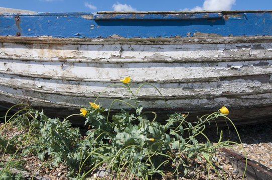 Yellow horned poppy (Glaucium flavum) and weathered boat, Aldeburgh