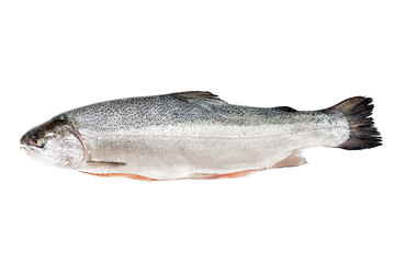 Fresh raw salmon red fish  isolated on a white background. Flat lay. Top view
