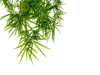 Fototapeta premium Green leaf and branches on white background