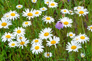 Fototapeta premium Field chamomile