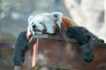 Big red Panda