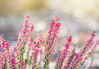 Heather flowers 