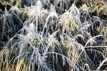 Winter field
