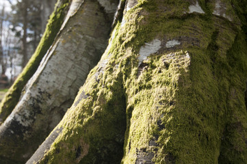 Moss (bryophyta spp) growing on beech tree (fagus sylvatica)