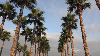 Fototapeta na wymiar palm trees on blue sky background.