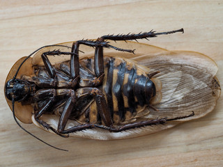 Dead cockroach on the table. Macro terrible insect
