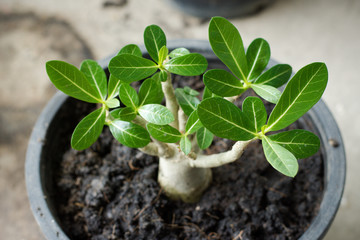 Young sprout of adenium in circle black pot