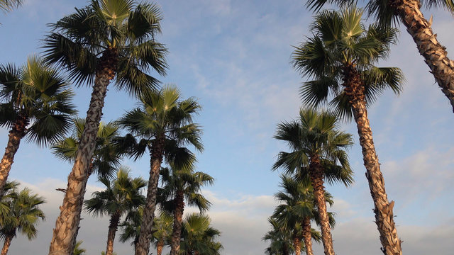 palm trees on blue sky background.